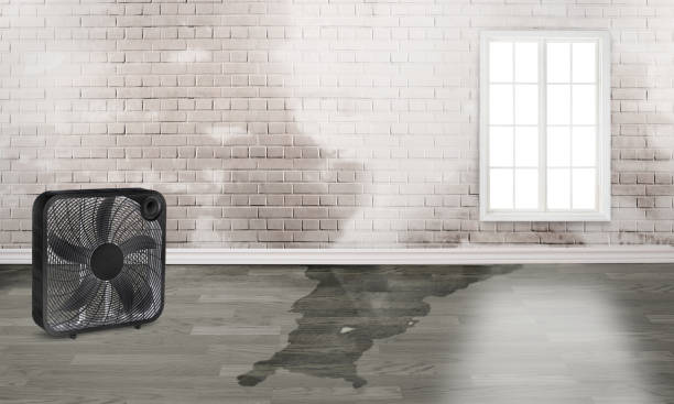 Best Basement water damage restoration  in Little Walnut Village, NM